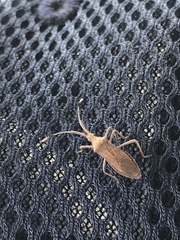 Chariesterus antennator