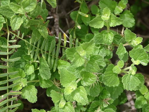 Image of Brickellia veronicifolia by (c) Ulises Pinedo, some rights reserved (CC BY)