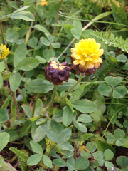 Trifolium badium