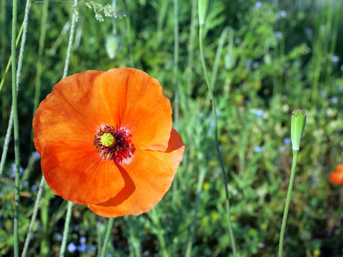 Papaver dubium