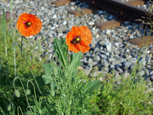 Papaver dubium