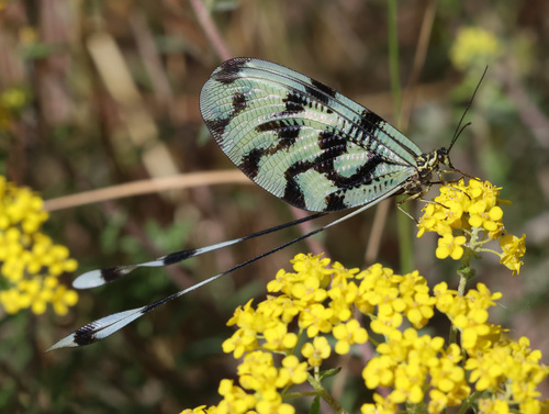 Sinuated Spoonwing photo 5