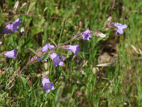 Campanula lyrata, photograph 1