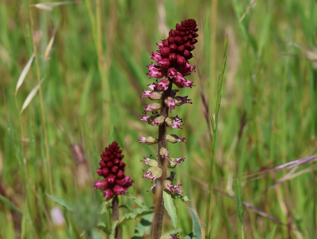 Lysimachia atropurpurea; photograph (c) Joey Bom, some rights reserved (CC BY)