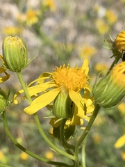 Senecio flaccidus monoensis