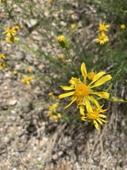 Senecio flaccidus monoensis