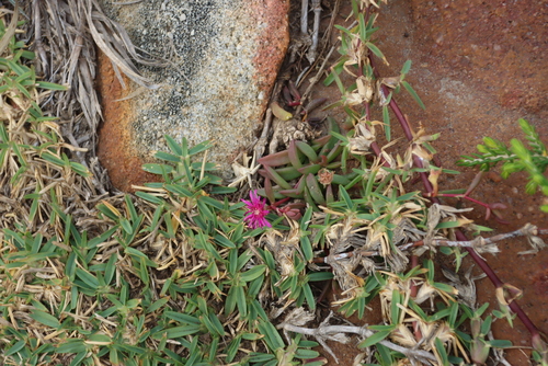Delosperma vinaceum, photograph 1