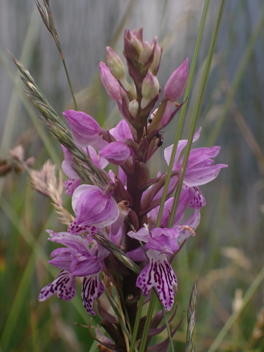 Image of Dactylorhiza saccifera by (c) Sarah Faulwetter, some rights reserved (CC BY)