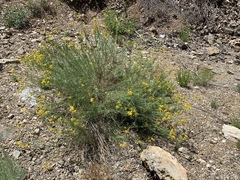 Senecio flaccidus monoensis