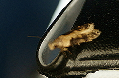 Chionodes mediofuscella