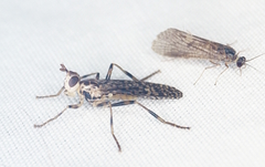 Boreothrinax maculipennis