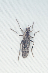 Boreothrinax maculipennis