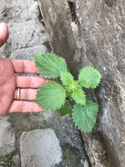 Urtica membranacea
