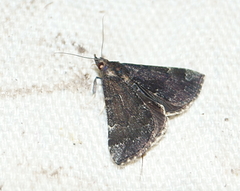 Hypena sordidula