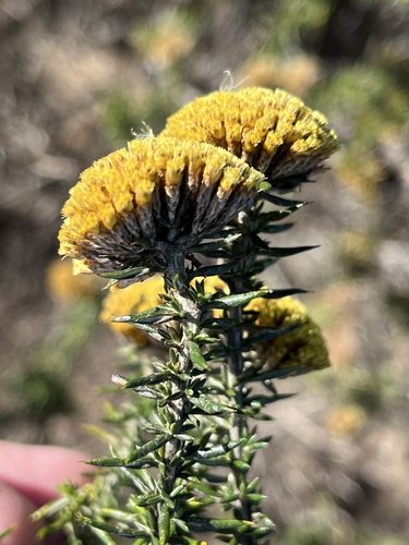Golden Blombush (Metalasia aurea)