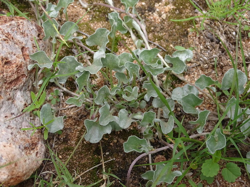 Image of Dichondra argentea by (c) Ulises Pinedo, some rights reserved (CC BY)