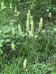 Stenanthium