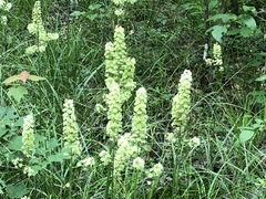 Stenanthium