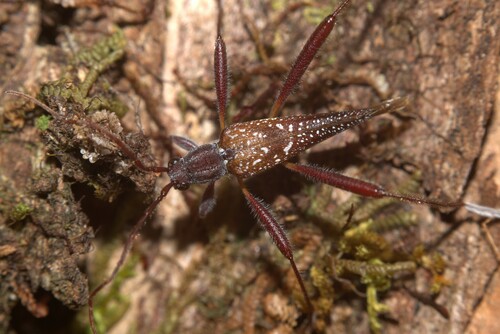 Plagithmysus concolor