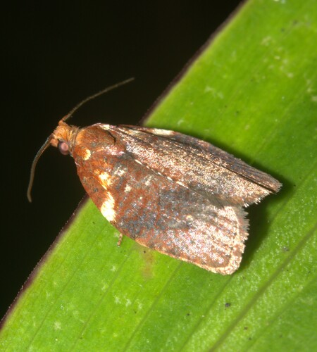 Spheterista pleonectes observed 2024-07-18