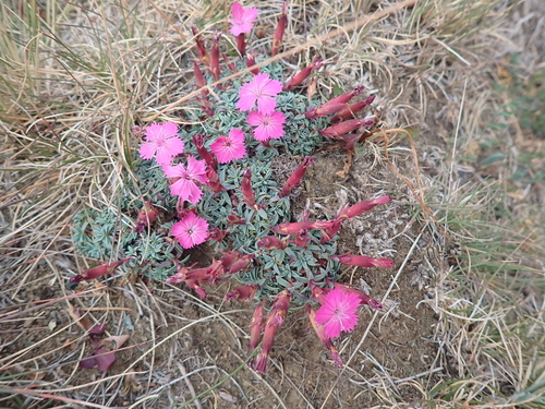 Red-calyx Alpine Dianthus (Dianthus haematocalyx)