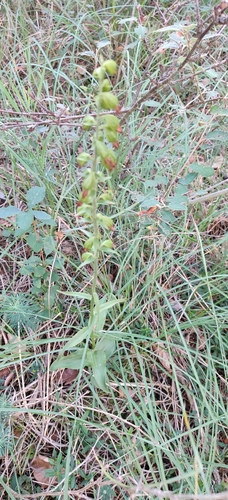 Image of Epipactis muelleri by (c) Ondřej Křivan, some rights reserved (CC BY)