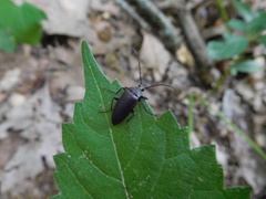Capnochroa fuliginosa