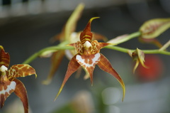 Rhynchostele cordata