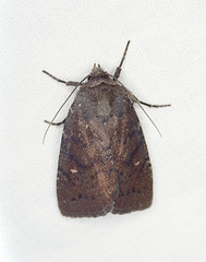 Pseudorthodes vecors