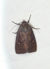 Pseudorthodes vecors