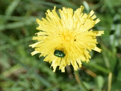 Cryptocephalus sericeus