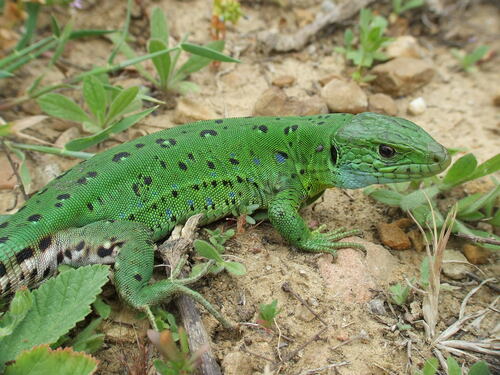 North African Ocellated Lizard, Timon pater