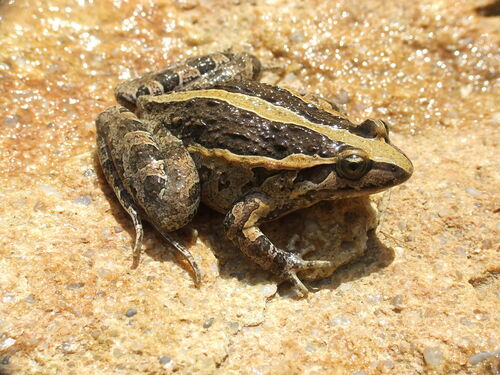Painted Frog
