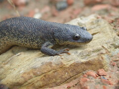 Algerian Ribbed Newt photo 4