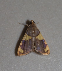 Rehimena phrynealis