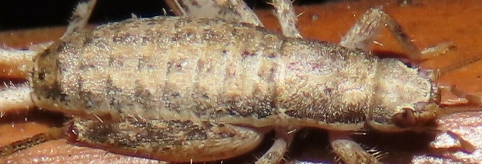 Slosson's scaly cricket