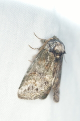 Cecrita biundata