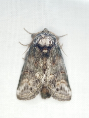 Cecrita biundata