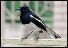 Copsychus saularis