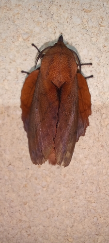 Gastropacha quercifolia