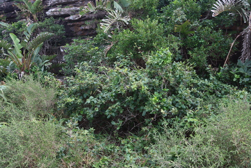 Image of Diospyros villosa by (c) Tony Rebelo, some rights reserved (CC BY-SA)