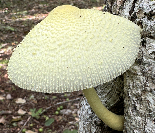 Flowerpot parasol