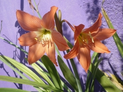Hippeastrum vittatum