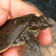 Apalone spinifera aspera