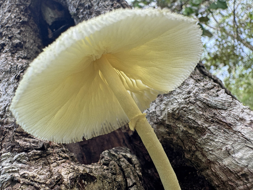 Flowerpot parasol