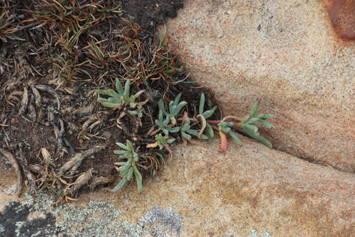 Image of Lampranthus fugitans by (c) Tony Rebelo, some rights reserved (CC BY-SA)