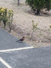 Turdus migratorius