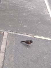 Turdus migratorius
