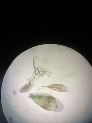Carex lacustris