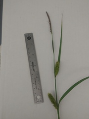 Carex lacustris